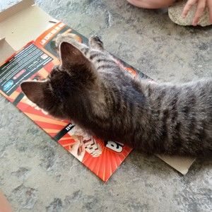 Meet your Posher, Cat